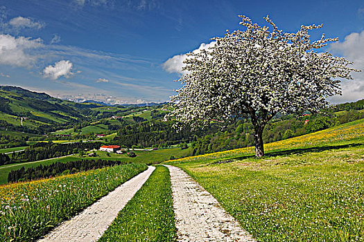 轮胎印,草地,苹果树,下奥地利州,奥地利
