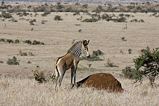 斑马,细纹斑马,幼兽,小马,站立,蚁丘,最佳位置,莱瓦野生动物保护区,北方,肯尼亚