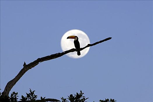 托哥巨嘴鸟,潘塔纳尔,巴西,南美