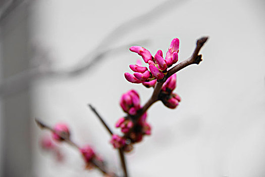 花朵花卉