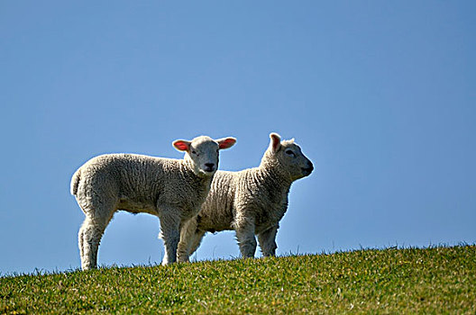 羊羔,绵羊