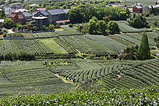 杭州龙坞茶镇茶园