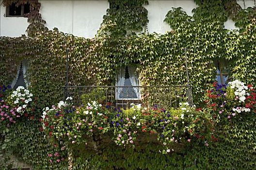 蔓藤,天竺葵,墙壁,建筑,上巴伐利亚,德国