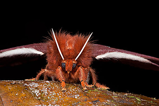 蛾子,蚕蛾,国家公园,亚马逊河,厄瓜多尔