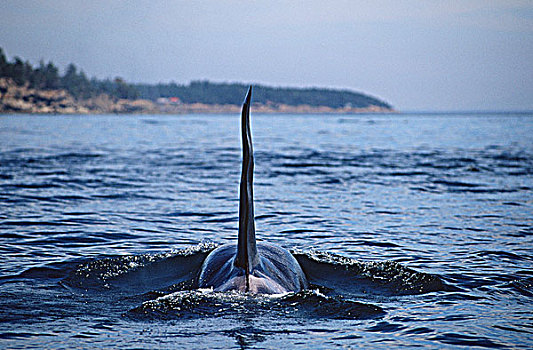逆戟鲸,孤单,雄性动物,海湾群岛,温哥华岛,不列颠哥伦比亚省,加拿大