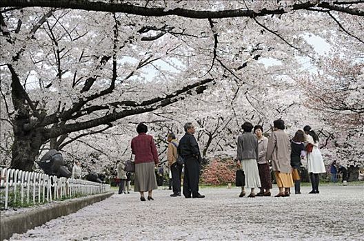 日本人,走,上方,樱花,花瓣,树,雪,植物园,京都,日本,亚洲