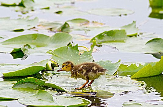 湾,湿地,野鸭,小鸭子,绿头鸭