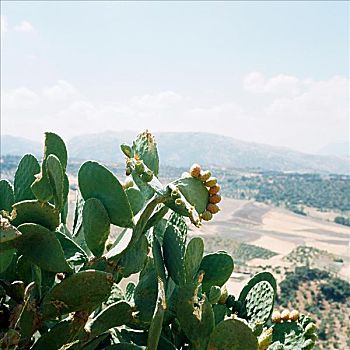 仙人掌,植物,安达卢西亚