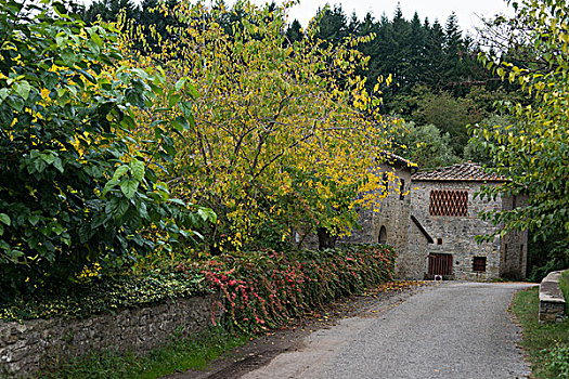 房子,树,乡村,托斯卡纳,意大利