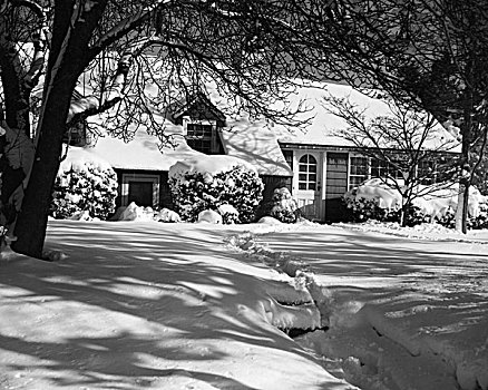 积雪,植物,正面,房子