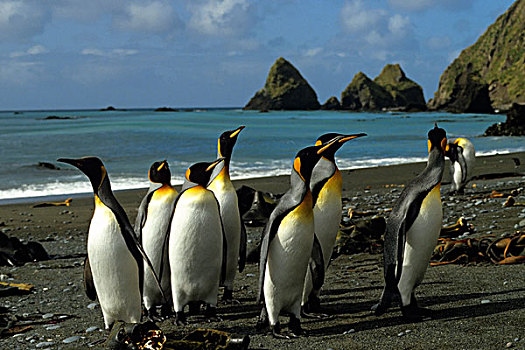 南极,麦夸里岛,帝企鹅,海滩