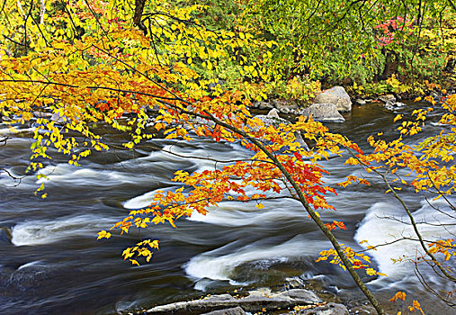 加拿大,魁北克,劳伦琴山脉,秋天,枫树,叶子,高处,河,急流