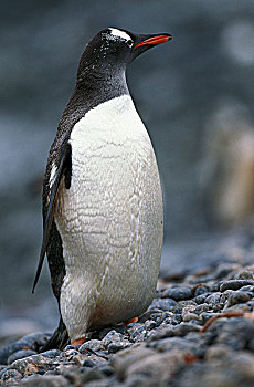 巴布亚企鹅,企鹅,阿德利企鹅属,巴布亚岛,成年,利文斯通,岛屿