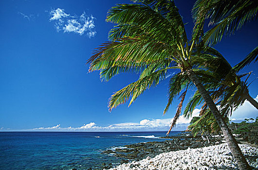 热带,棕榈树,夏威夷,美国