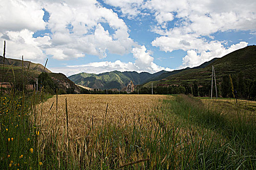 四川玛沁麦田