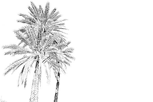 蓝天,阿曼,棕榈树