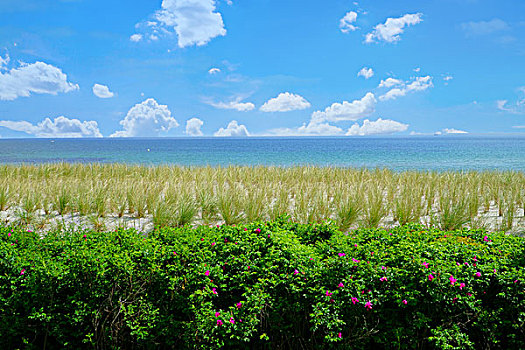 风景,上方,堤岸,草,海岸