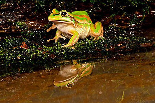 金色,树蛙,栖息地,地面,住所,靠近,自来水
