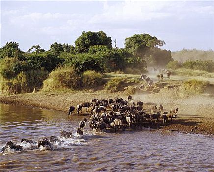 蓝角马,角马,斑马,迁徙,马拉河,马赛马拉国家保护区,肯尼亚