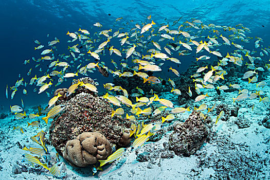 鲷鱼,四带笛鲷,成群,珊瑚礁,环礁,印度洋,马尔代夫,亚洲