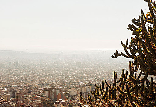 城市,仙人掌,植物,前景,巴塞罗那,加泰罗尼亚,西班牙