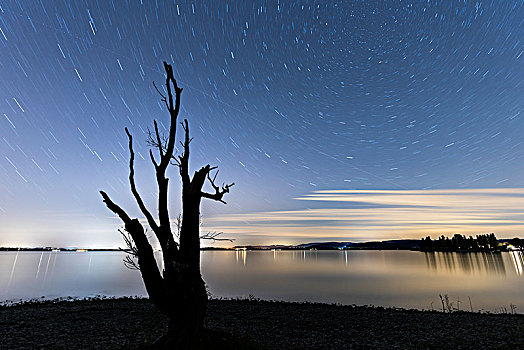 星空,上方,康士坦茨湖,正面,剪影,秃树,赖兴瑙岛,巴登符腾堡,德国,欧洲