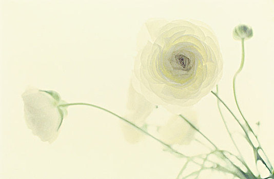 白色,毛茛属植物,花