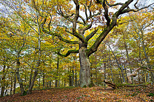 节瘤,橡树,栎属,秋天,国家公园,黑森州,德国,欧洲