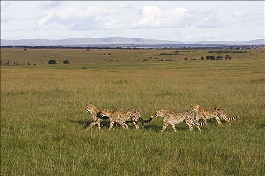 印度豹,猎豹,老,幼兽,走,热带草原,马赛马拉国家保护区,肯尼亚