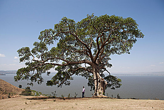 埃塞俄比亚,壮观,无花果树,湖