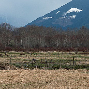木篱,地点,山,背景,惠斯勒,不列颠哥伦比亚省,加拿大