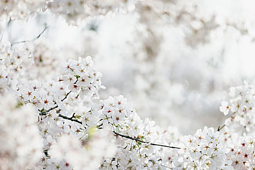 白色,樱花,阳光,春天