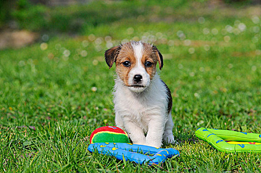 杰克罗素狗,小狗,旁侧,玩具,草地