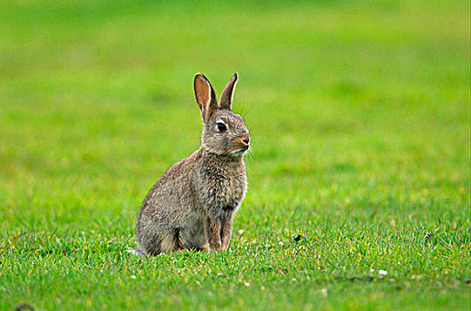 欧洲,兔子,年轻,坐,草,诺福克,英格兰,英国