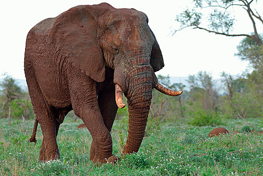 非洲,灌木,大象,非洲象,进食,草地,雄性动物,克鲁格国家公园,南非