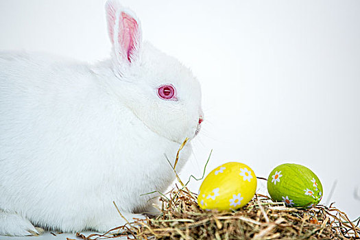 白色,兔子,旁侧,鸟窝,箔,包着,复活节彩蛋