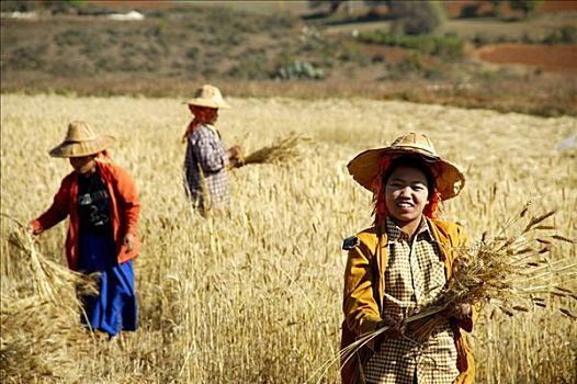 女人,地点,丰收,小麦,靠近,宾德雅,掸邦,缅甸