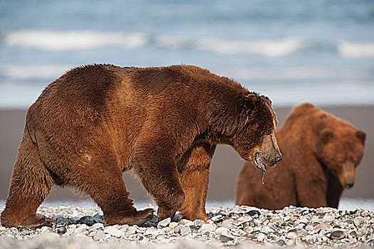 科迪亚克熊,棕熊,海岸,阿拉斯加,美国