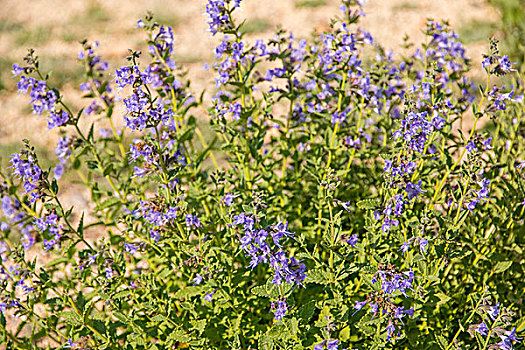 蒙古,北方,中心,国家公园,花,紫堇属,蓝色