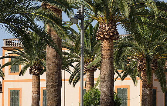 棕榈树,正面,建筑,马略卡岛,巴利阿里群岛,西班牙,欧洲