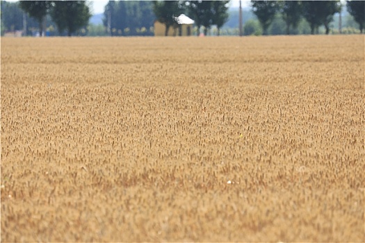 山东省日照市,千亩小麦开镰收割,麦浪翻滚呈现丰收景象