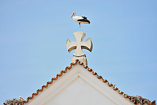 鹳,坐,十字架,顶峰,屋顶,教堂,法若,葡萄牙