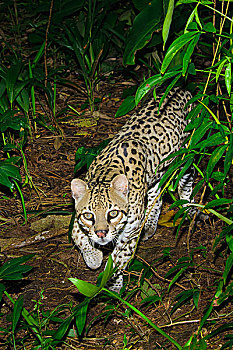 豹猫,虎猫,热带雨林,伯利兹,中美洲
