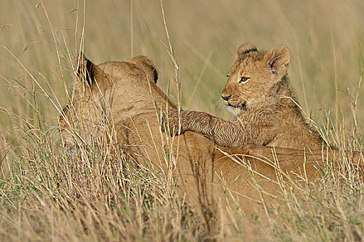 马萨伊,雌狮,狮子,幼兽,三角形,马赛马拉国家保护区,肯尼亚,非洲