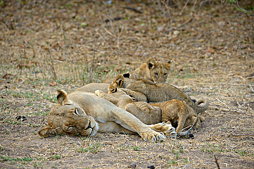 雌狮,狮子,女性,进食,幼仔,赞比西河下游国家公园,赞比亚,非洲