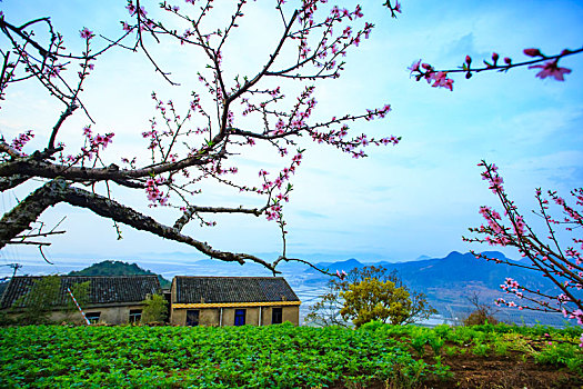 桃花,桃林