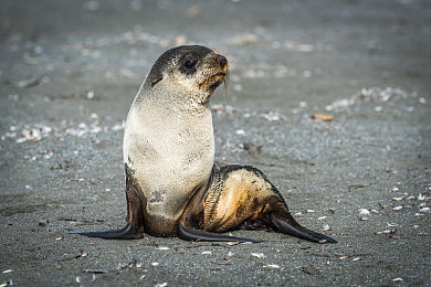 fur sealantarcticaarctocephalus gazellabeachbehaviorbullco