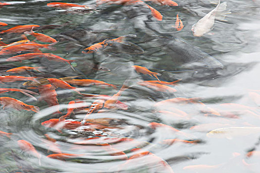 水塘里的红色鲤鱼