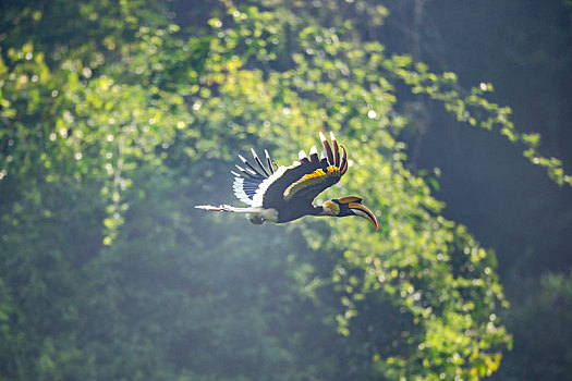 生活在云南热带森林中,喜欢啄食树上果实的双角犀鸟