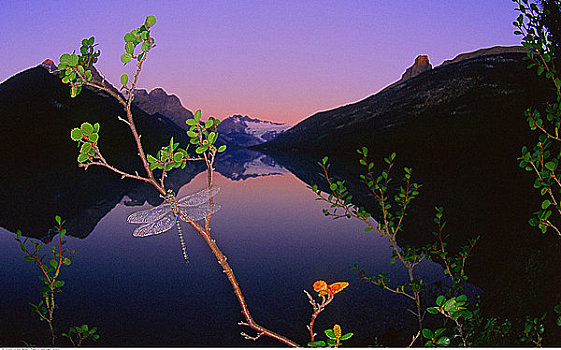 蜻蜓,枝头,黎明,冰河,湖,班芙国家公园,艾伯塔省,加拿大